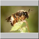 Macropis fulvipes - Schenkelbiene w02 9mm.jpg